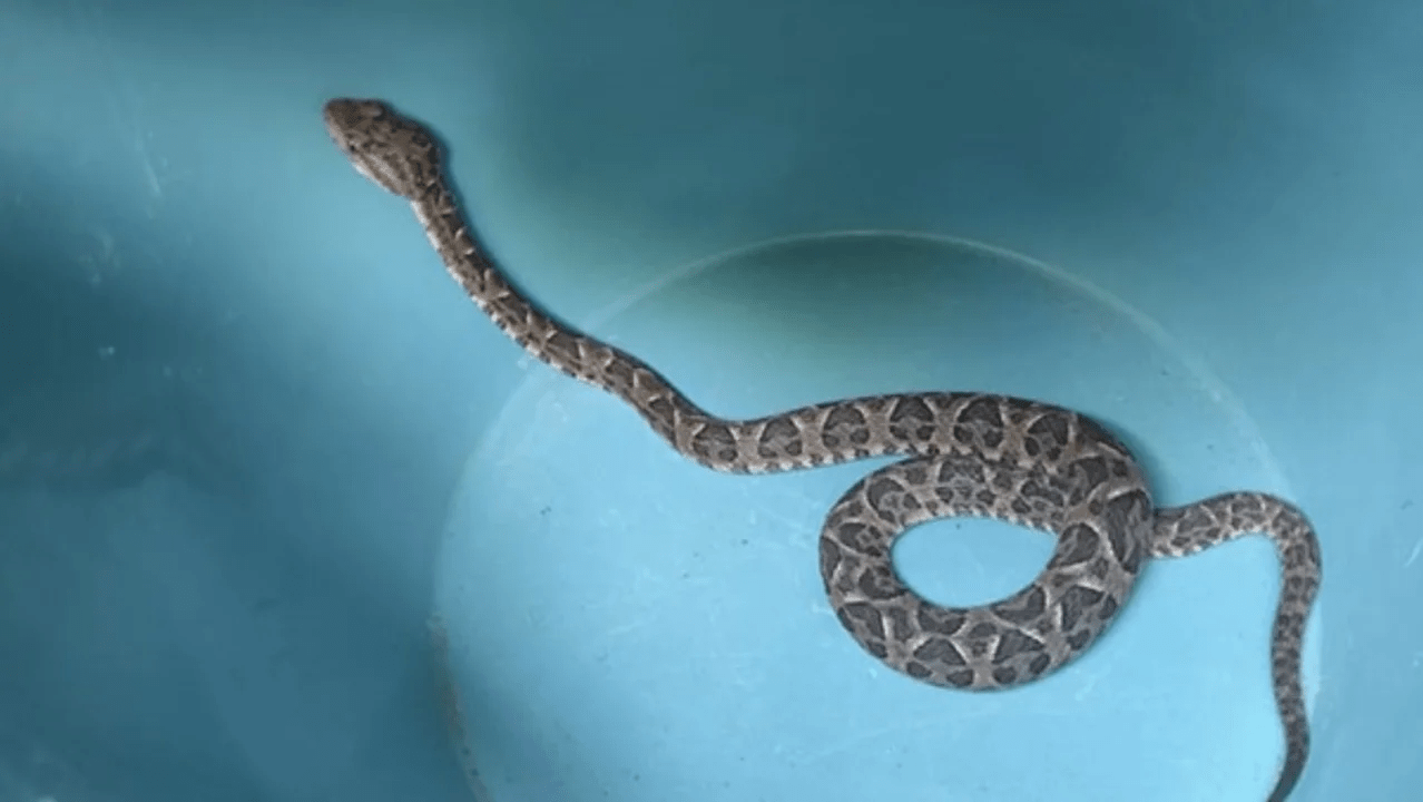 VECINA ENCONTRO UNA SERPIENTE EN SU CAMA