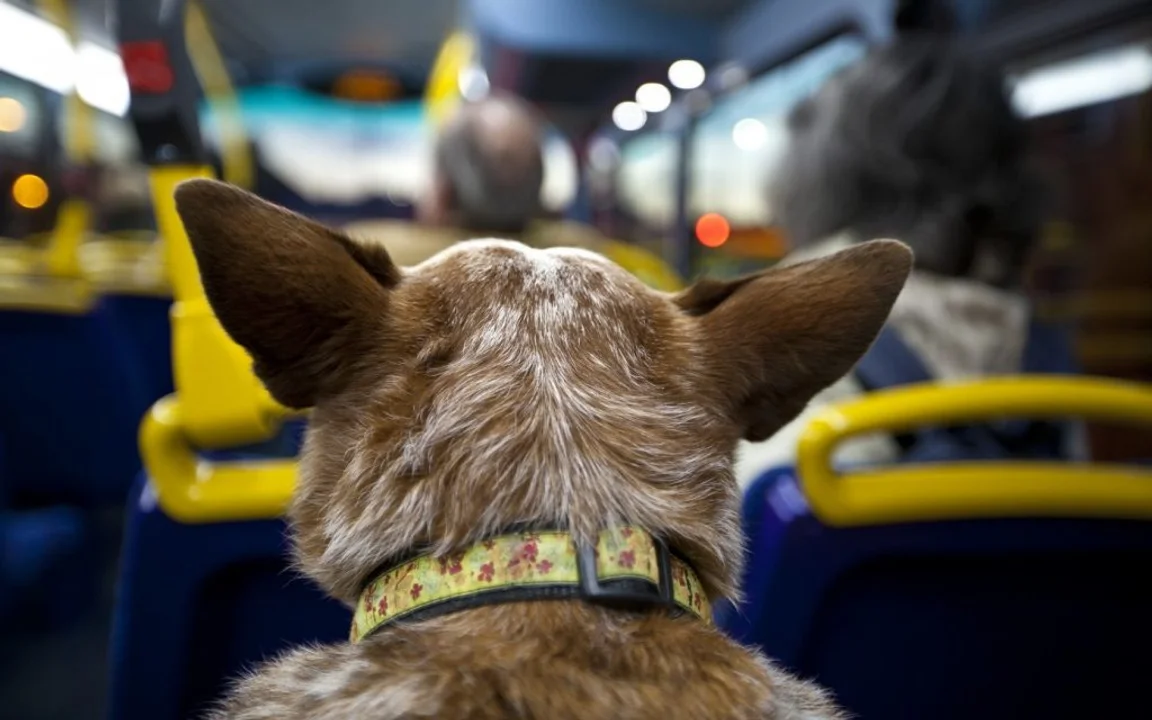 animales en buses