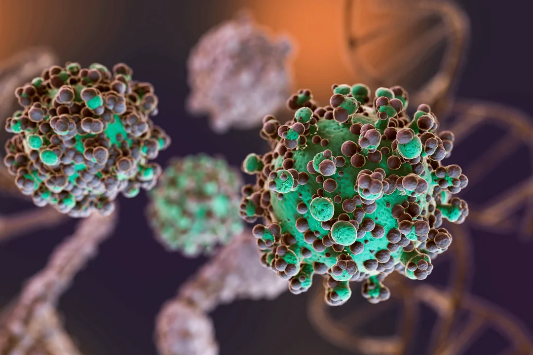 hantavirus