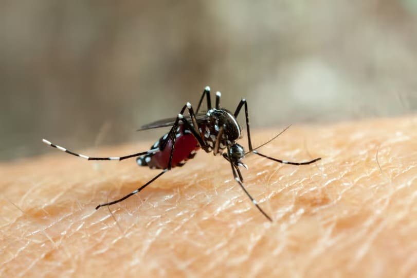 Chikungunya