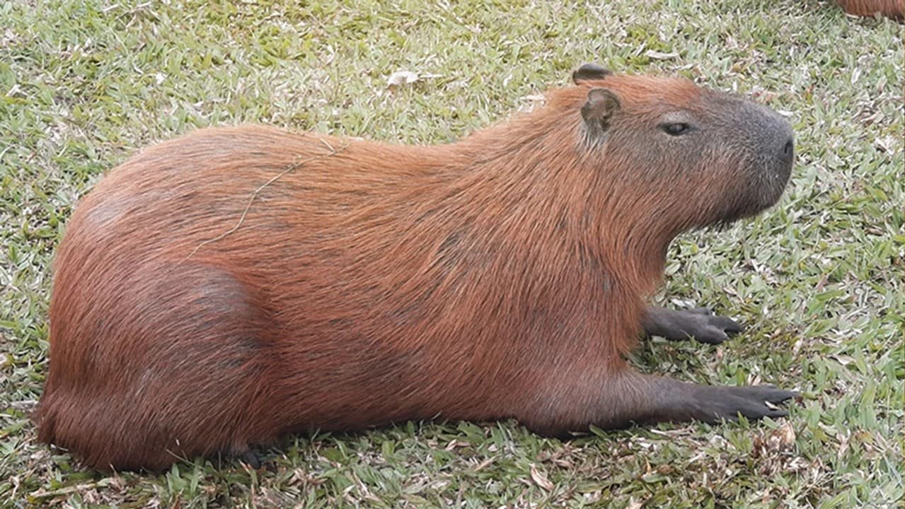 Capibara