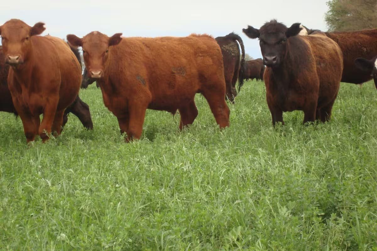 vaca